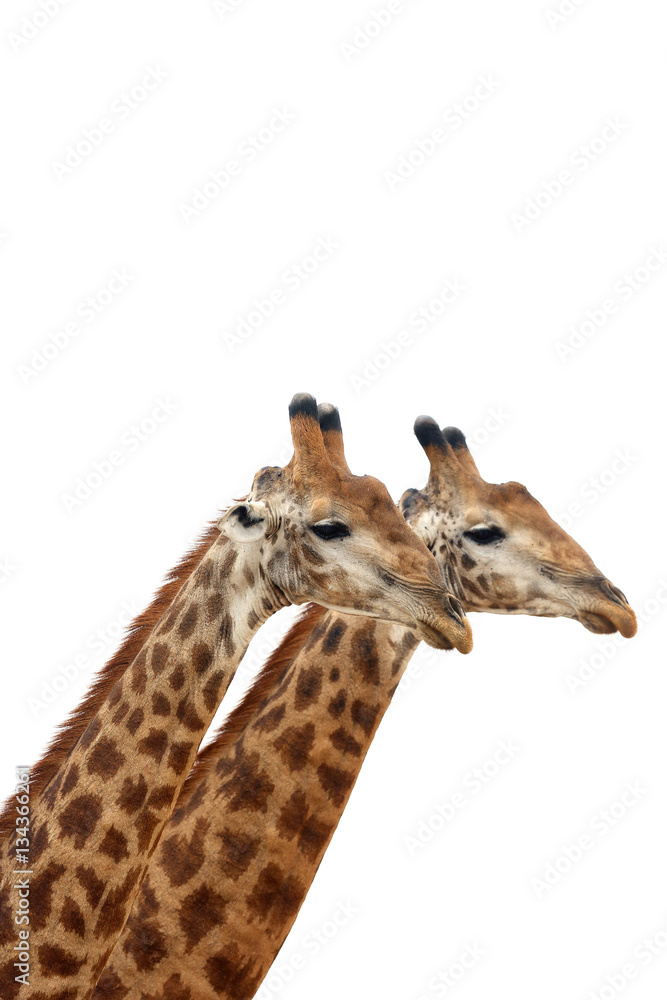 The South African giraffe or Cape giraffe (Giraffa camelopardalis giraffa) two males on white background The South African giraffe or Cape giraffe (Giraffa camelopardalis giraffa) two males on white background