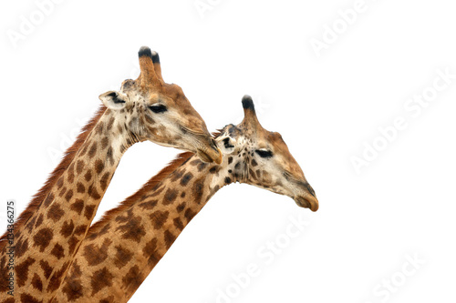 The South African giraffe or Cape giraffe (Giraffa camelopardalis giraffa) two males on white background