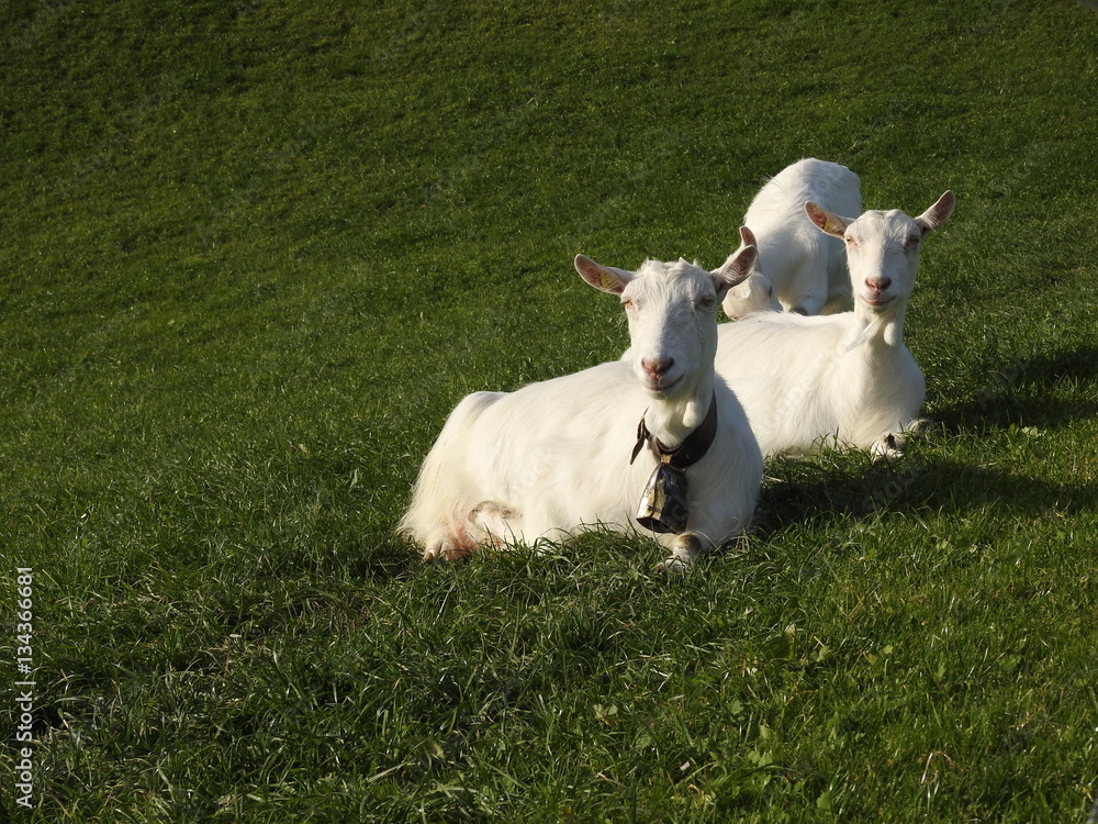 Obraz premium Ziegen