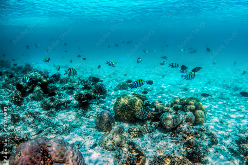 Underwater coral reef and fish in Indian Ocean, Maldives. Underwater coral reef and fish in Indian Ocean, Maldives.