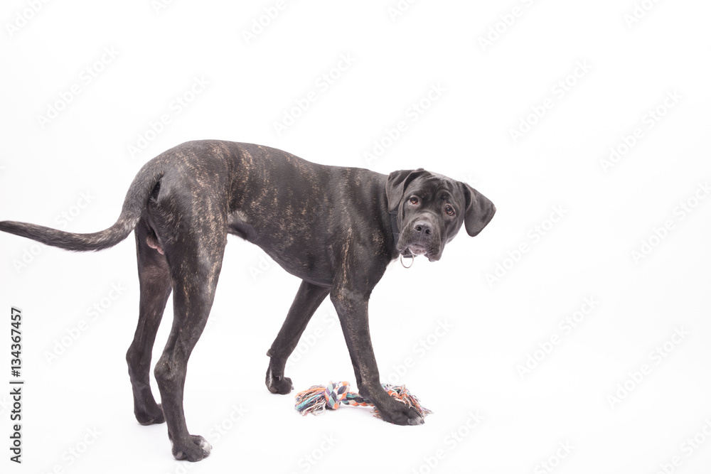 Obraz premium spielender großer hund blickt zurück