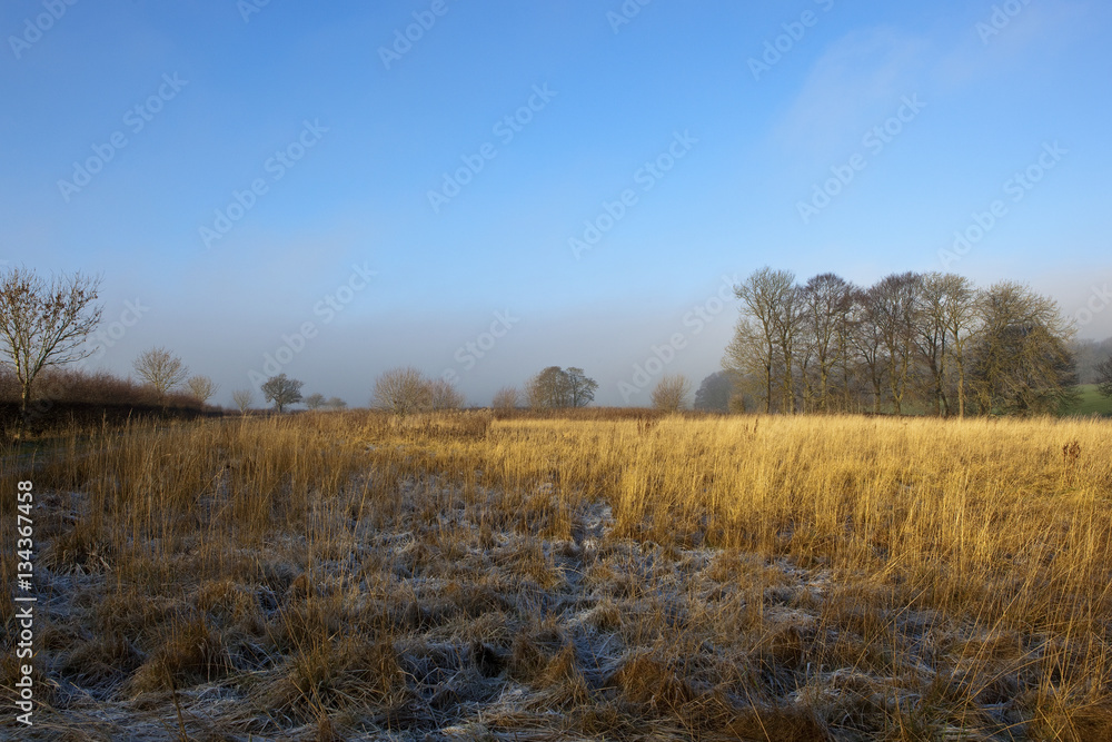 dry grasses and woodland