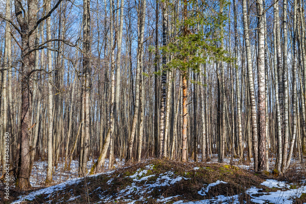 Fototapeta premium Birch trees in bright sunshine with alone pine tree