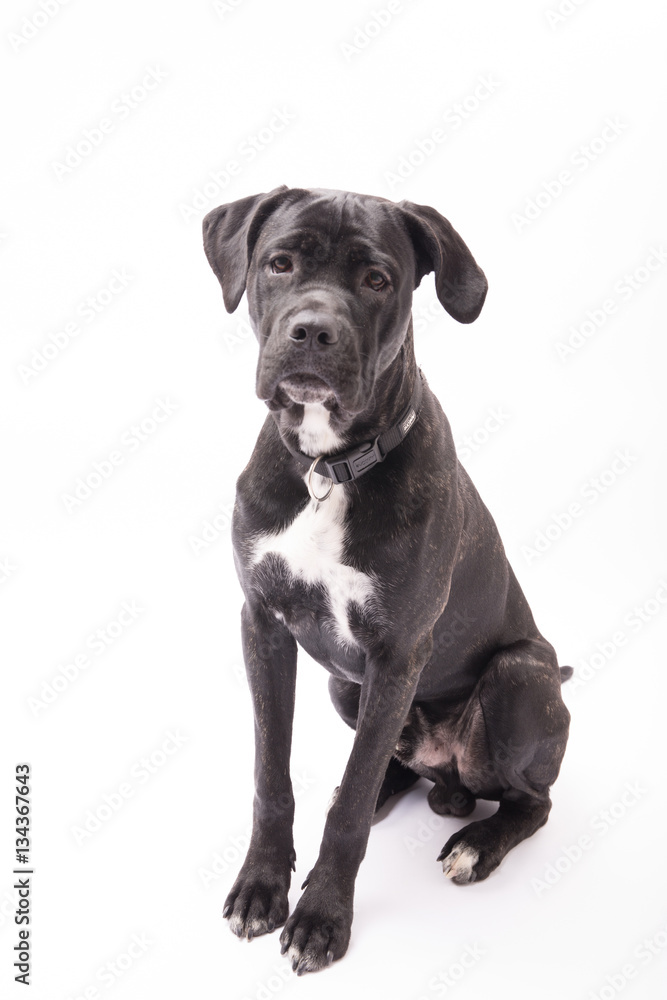 sitzender hund mit blick zur kamera Stock Photo | Adobe Stock