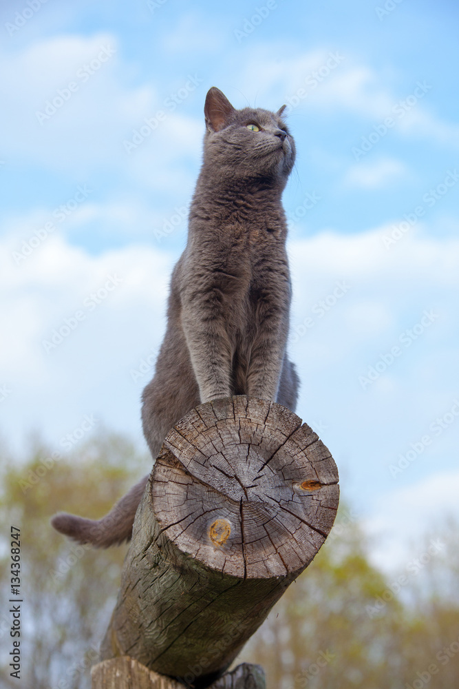 Fototapeta premium gray cat on a log