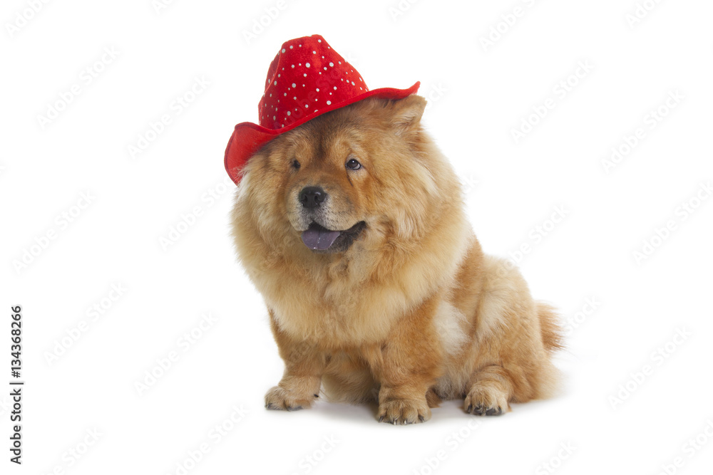 chow-chow dog with red hat