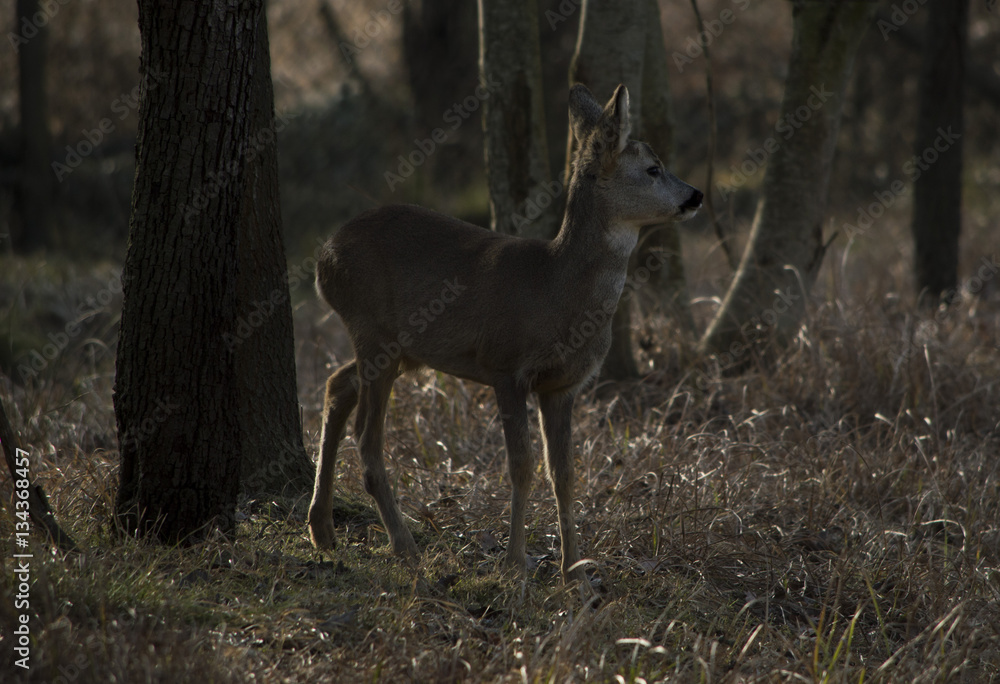 Capriolo Capriolo