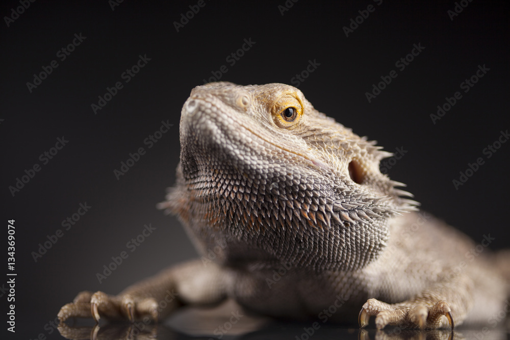 Obraz premium Dragon, Agama Lizard on black mirror background