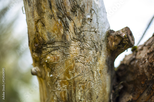 Tree trunk destroyed by bark beetles