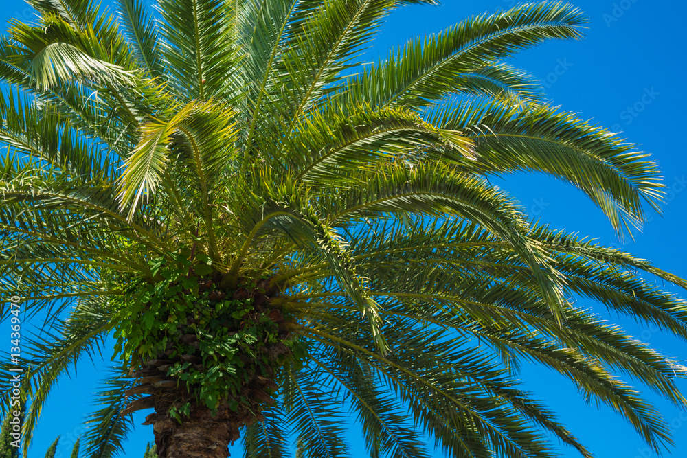 Palm foliage