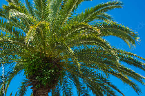 Palm foliage