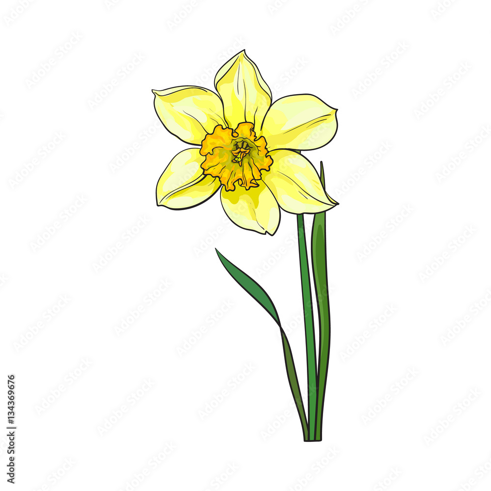 Single yellow daffodil, narcissus spring flower with stem and leaves, sketch vector illustration isolated on white background. Realistic hand drawing of daffodil spring flower in vertical position
