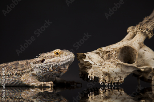 Lizard  Agama  Antlers  dragon and skull