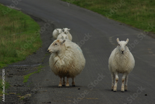 Fototapeta Naklejka Na Ścianę i Meble -  Sheep on a road in Yorkshire