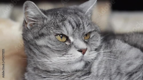 Cat lying on the floor at home 2