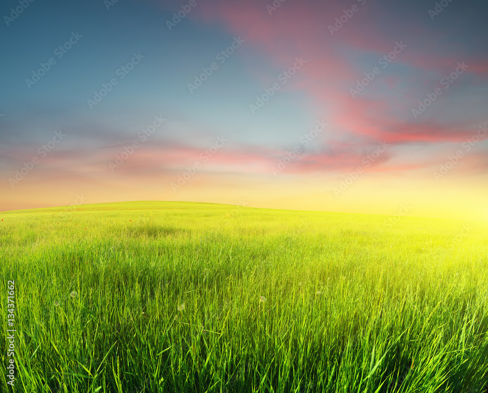 Green field. Beautiful summer landscape