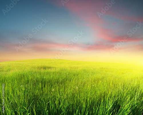 Green field. Beautiful summer landscape