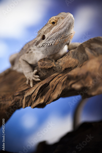 Agama bearded, pet on black background, reptile © Sebastian Duda