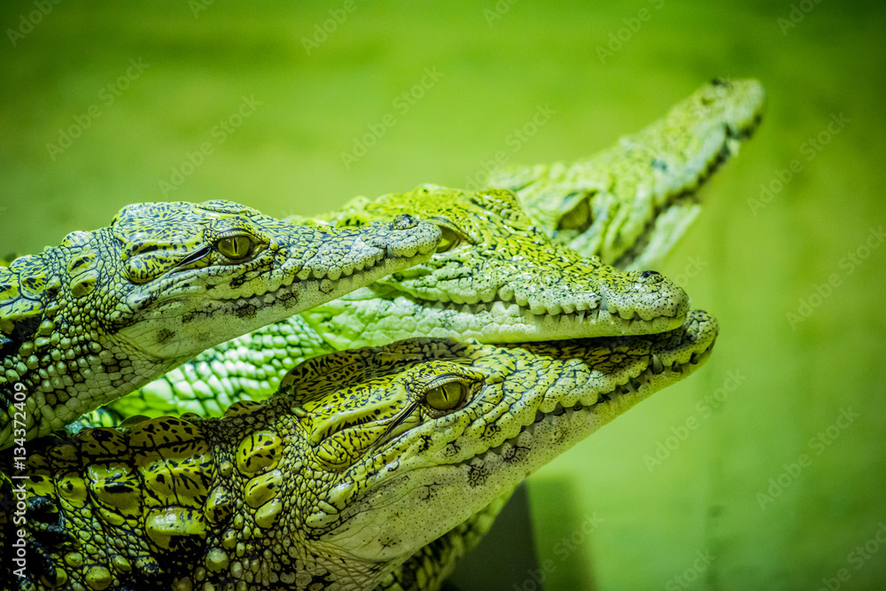 Fototapeta premium Crocodiles du Nil