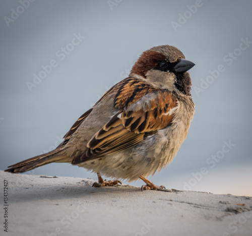 Male House Sparrow (Passer domesticus ). Closeup, Blurred background.