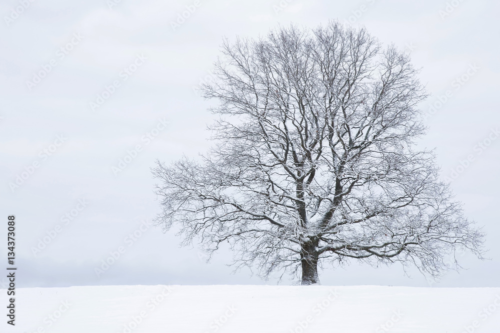 Fototapeta premium Big tree with snow covered branches in a countryside and look very beautiful. Winter day.