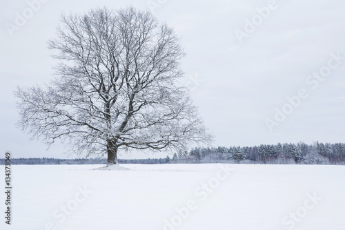 Big tree with snow covered branches in a countryside and look very beautiful.  Winter day.