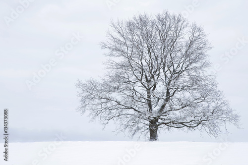 Big tree with snow covered branches in a countryside and look very beautiful.  Winter day. © fotoduets