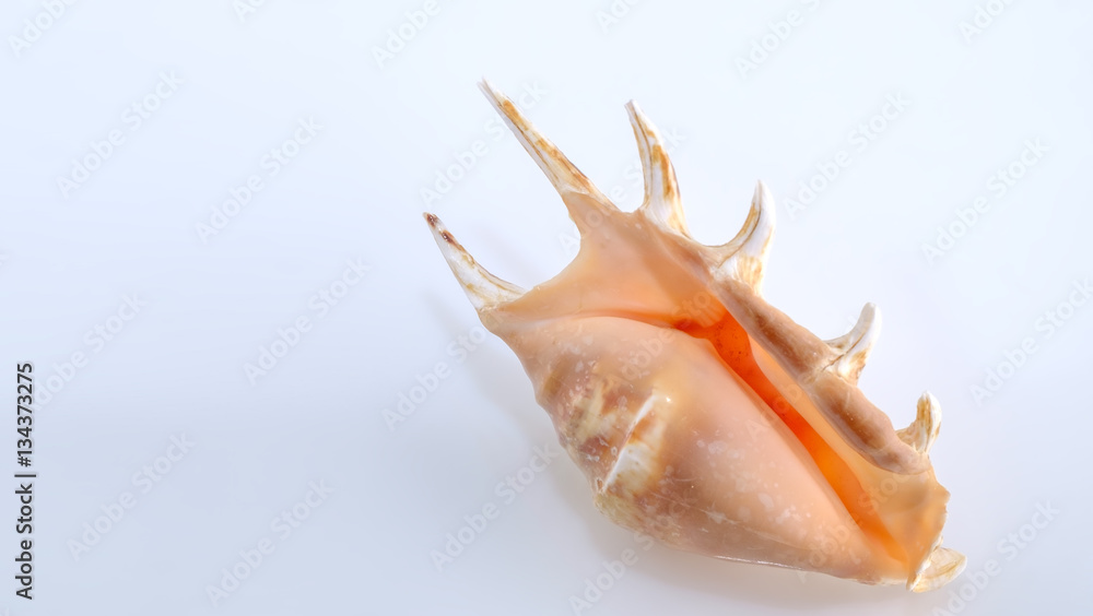 shell isolated on white background closeup shell isolated on white background closeup