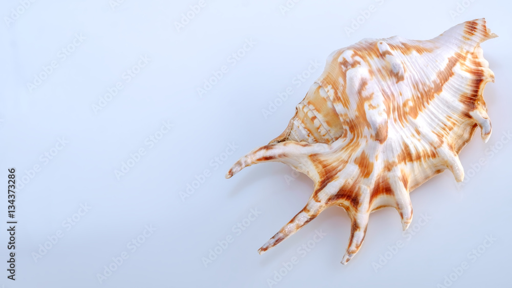 shell isolated on white background closeup shell isolated on white background closeup