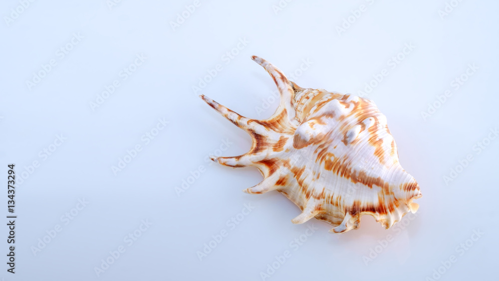 shell isolated on white background closeup shell isolated on white background closeup