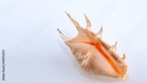 shell isolated on white background closeup