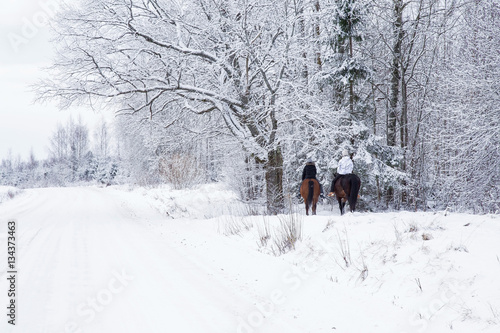 Horseback riding through the snow field near forest in the countryside in winter day. Tree branches and spruces are snow covered and look very beautiful. 