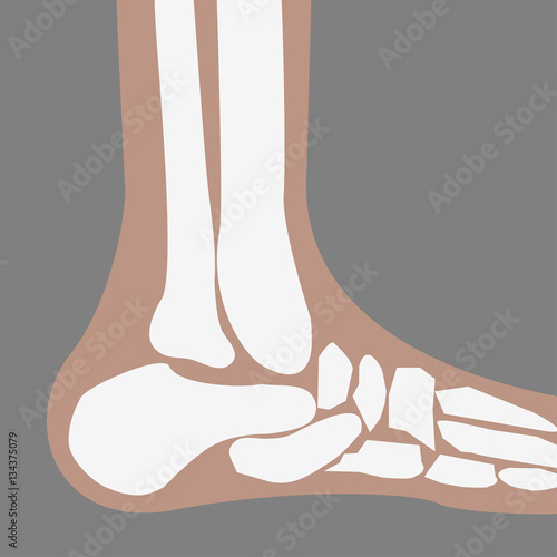 human Foot Bones