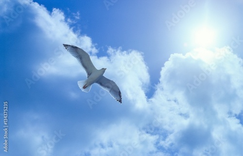 Mittelmeermöwe (Larus michahellis) fliegt im Gegenlicht am Himmel über Bonifacio / Bunifaziu, Corse-du-Sud, Korsika, Frankreich, Europa