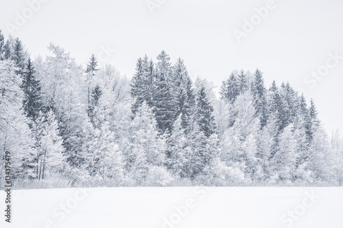 Tree branches are snow covered and look very beautiful. Nice winter day after blizzard.