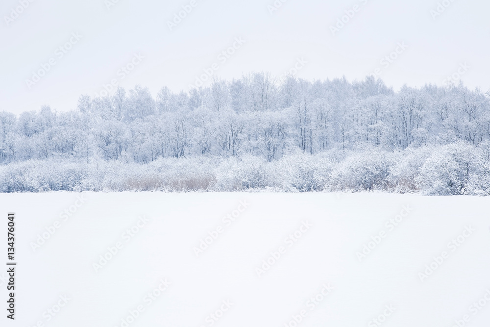 Tree branches are snow covered and look very beautiful. Nice winter day after blizzard. Tree branches are snow covered and look very beautiful. Nice winter day after blizzard.