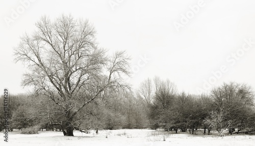 Schneelandschaft in einem Park in Magdeburg im Winter