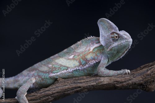Animal, Chameleon lizard