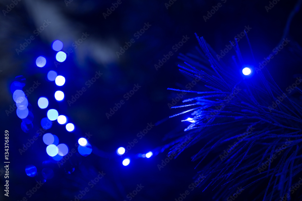 Frosty pine needles in blue evening christmas light