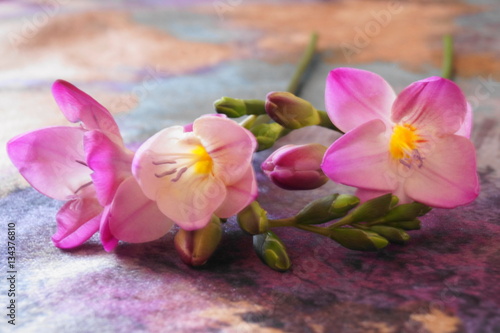 Pink freesia on a purple gradient background