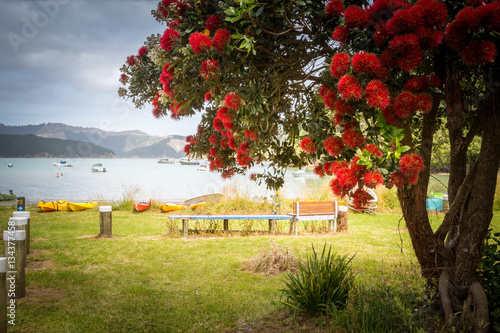 Ocean landscape with blooming pohutukawa tree with red flowers, the tree endemic to New Zealand and blooming around Christmas time