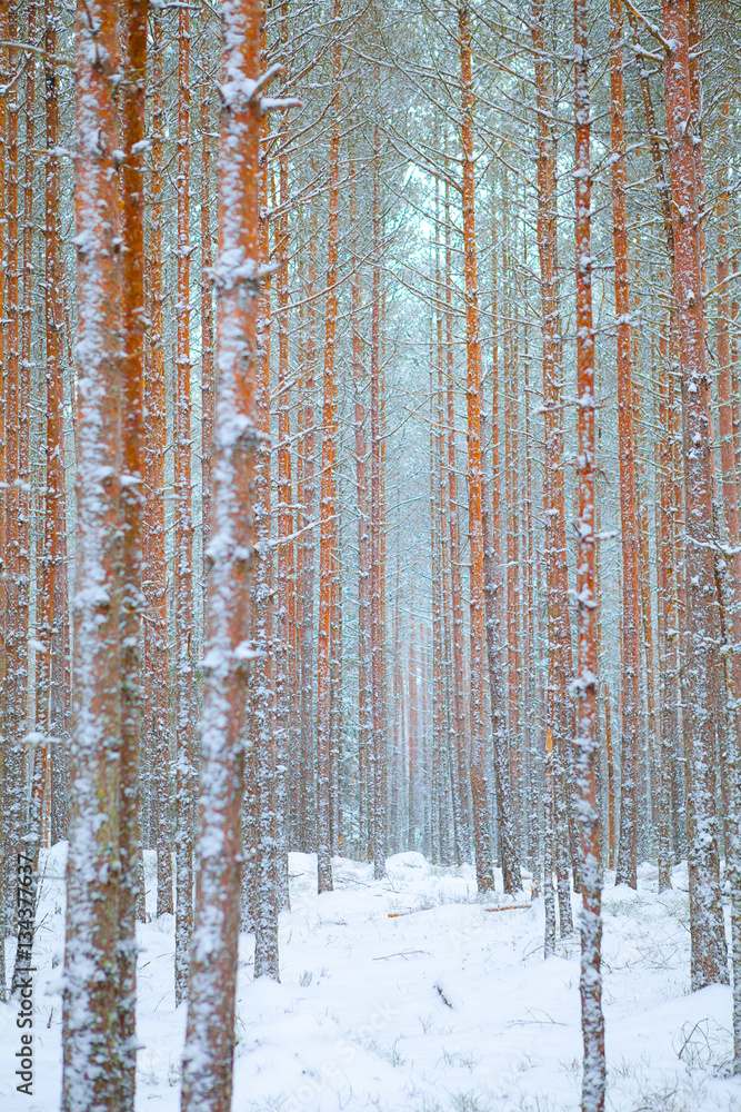 Fototapeta premium Snow-covered winter landscape with pine trees trunks