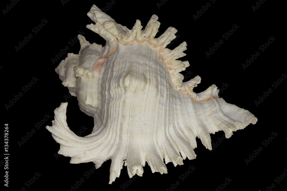 Beautiful seashell murex ramosus or branched murex isolated on black background Beautiful seashell murex ramosus or branched murex isolated on black background