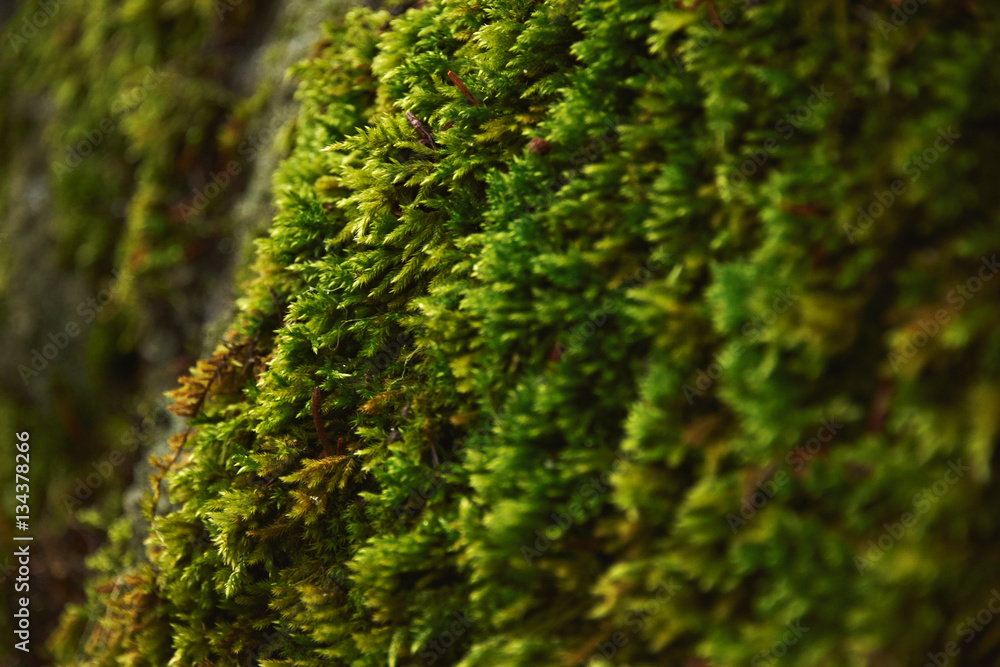 Very close focus of texture northern moss growing on stone in northern forest, at rainy winter day. Very close focus of texture northern moss growing on stone in northern forest, at rainy winter day.