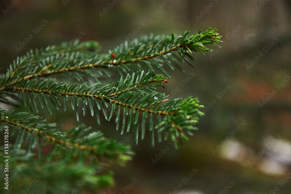 Closeup photo of small branch of pine tree in forest at rainy winter day Closeup photo of small branch of pine tree in forest at rainy winter day