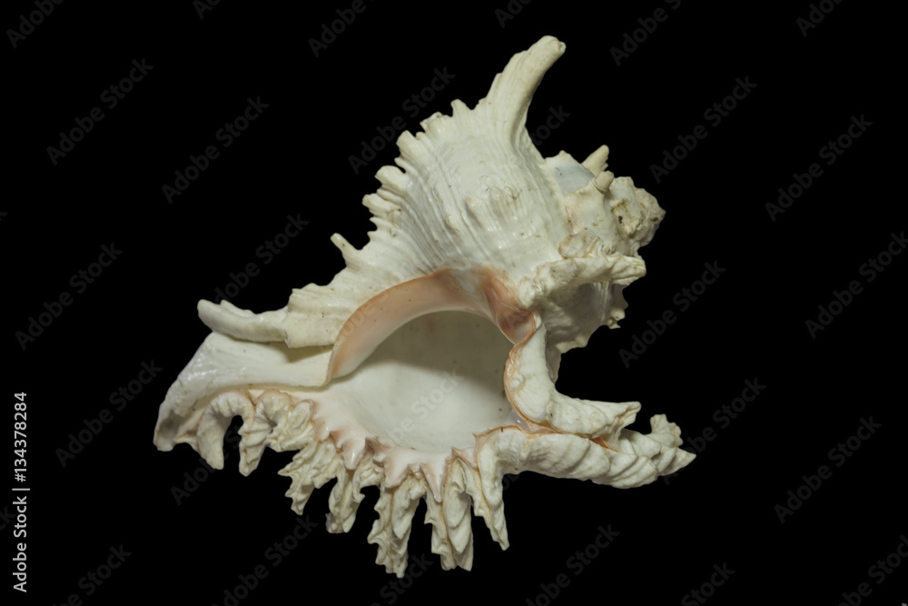 Beautiful seashell murex ramosus or branched murex isolated on black background Beautiful seashell murex ramosus or branched murex isolated on black background