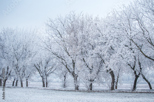 Winter landscape - row of trees in frost on winter field