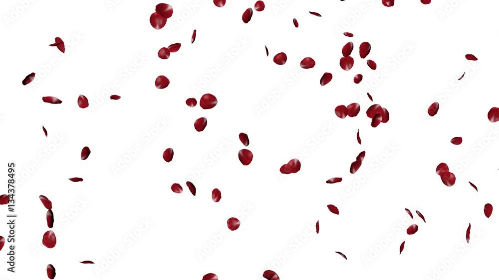 Rote Rosenblätter fallen herunter vor Hintergrund Rote Rosenblätter fallen herunter vor Hintergrund