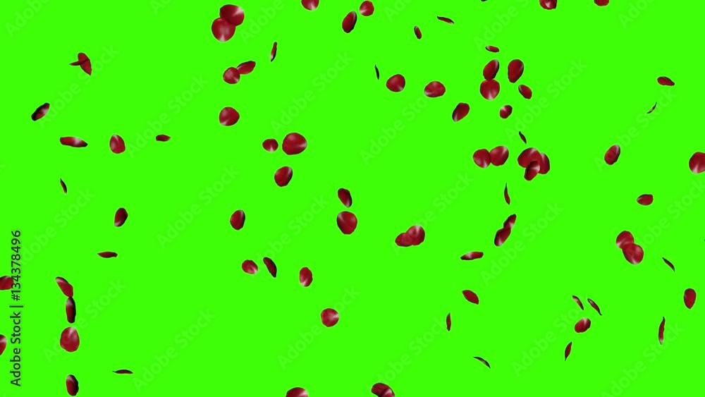 Rote Rosenblätter fallen herunter vor Hintergrund mit Alpha Kanal Rote Rosenblätter fallen herunter vor Hintergrund mit Alpha Kanal