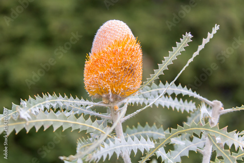 Woolly Orange Banksia - Banksia victoriae. Australia Garden, UCSC Santa Cruz, California, USA. photo